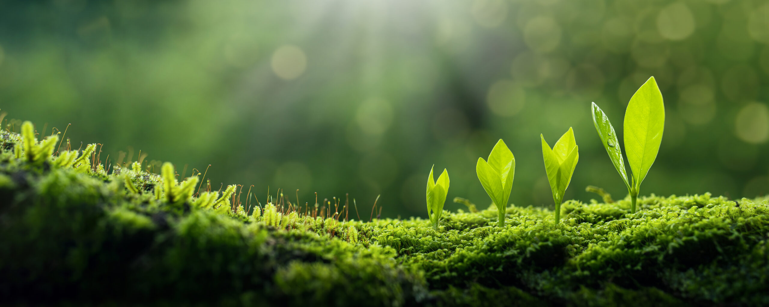 Green business i nostri piani di sostenibilità